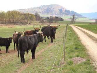 Auerochsen in der renaturierten Sechtaaue